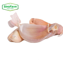 2021 new China/Chinese Sinofarm red garlic white garlic with factory price for Canada market